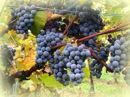 Vitis Vinifera - Wine Making and Wine Storage